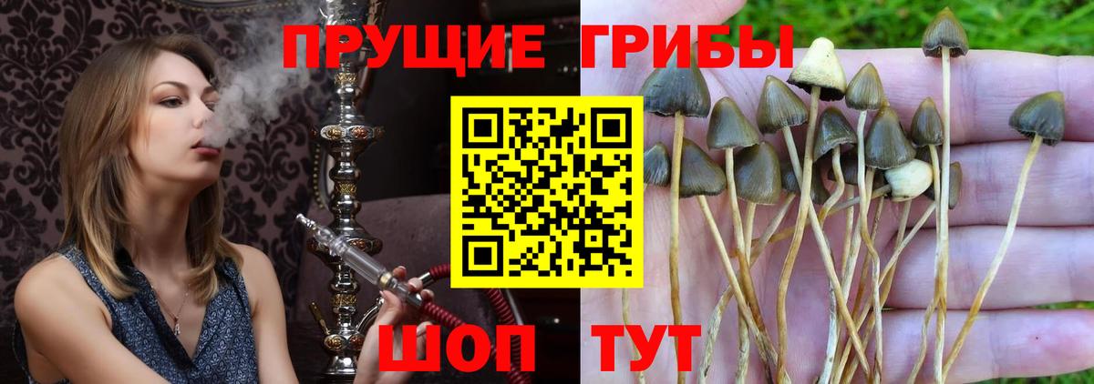 Псилоцибиновые грибы Psilocybe Шахты